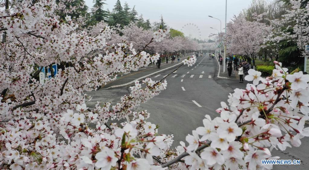 Cherry blossoms in full bloom in Huai'an, Jiangsu