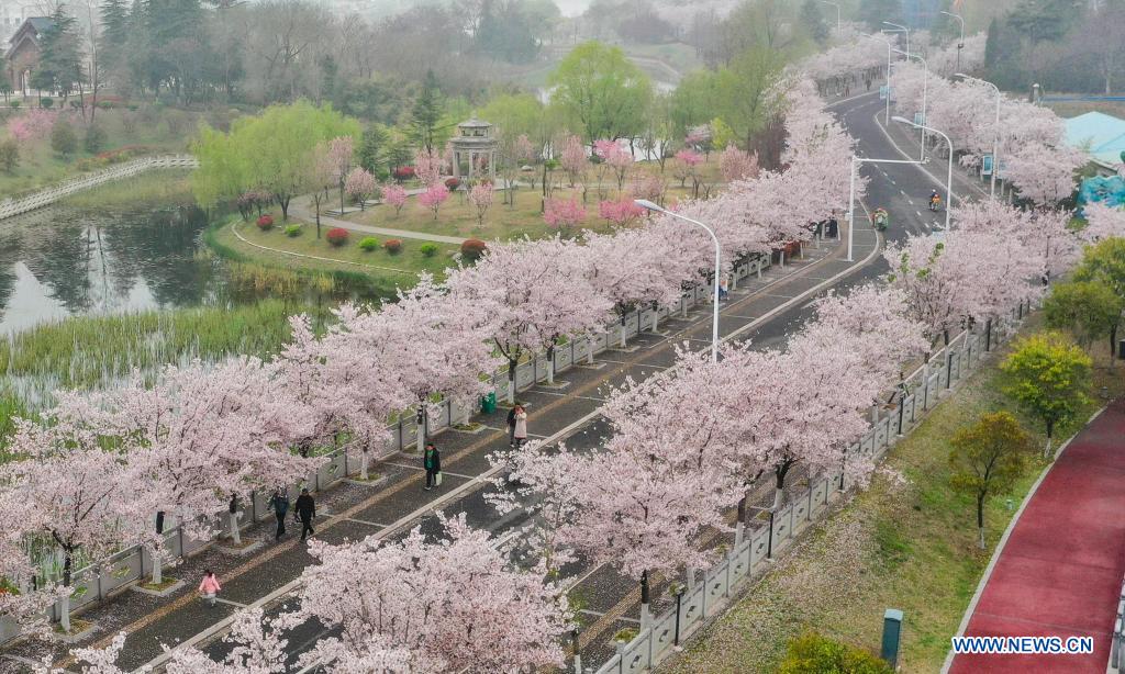 Cherry blossoms in full bloom in Huai'an, Jiangsu