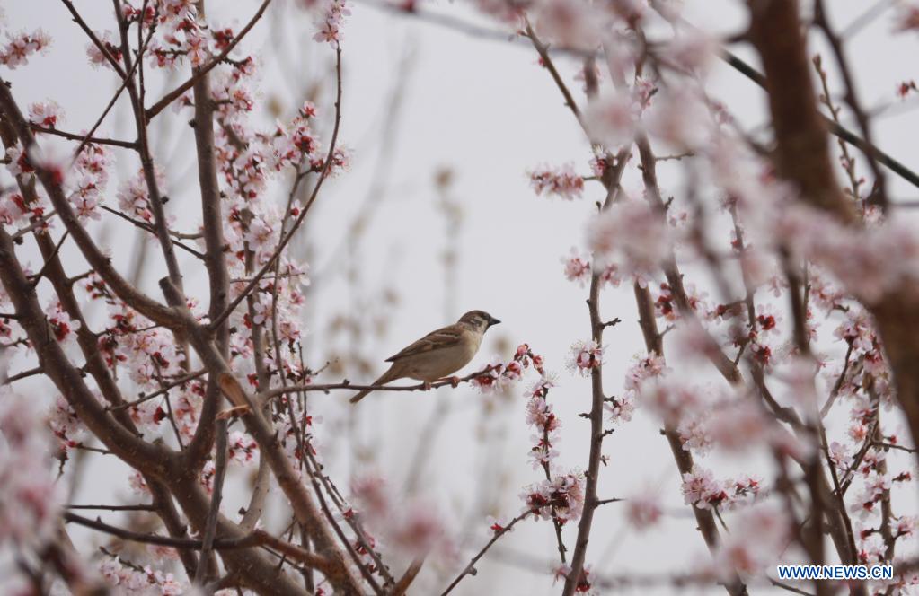 Spring scenery across China