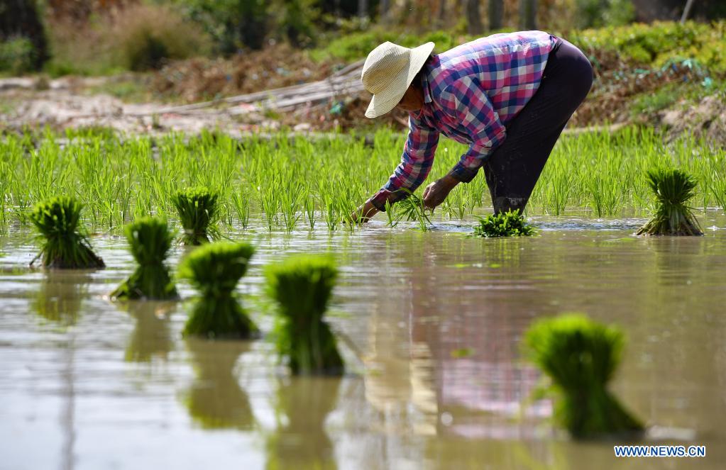 Farming activities in full swing across China