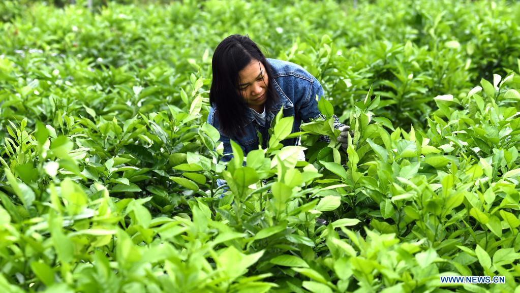 Farming activities in full swing across China