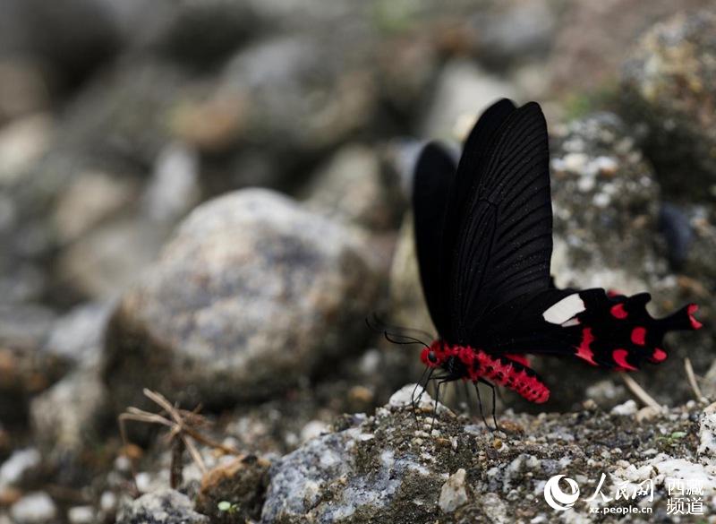 Tibet becomes home to 569 species of butterflies