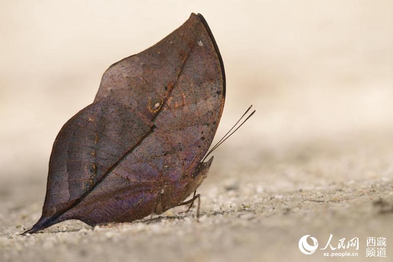 Tibet becomes home to 569 species of butterflies