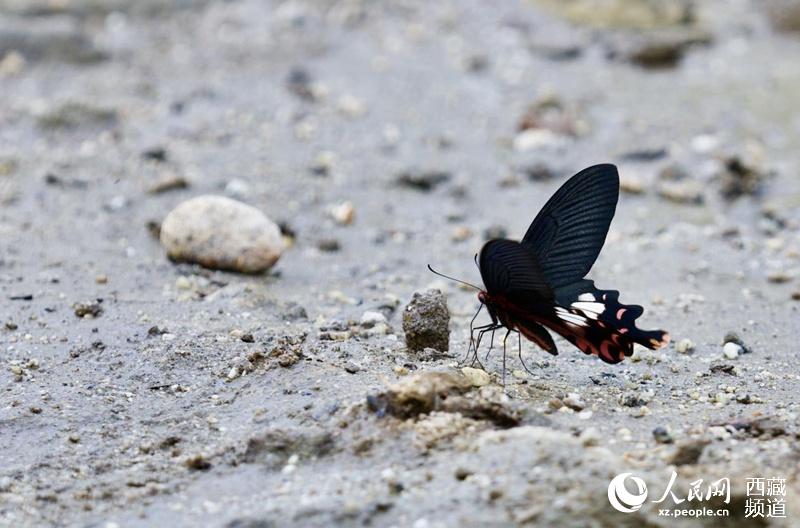 Tibet becomes home to 569 species of butterflies