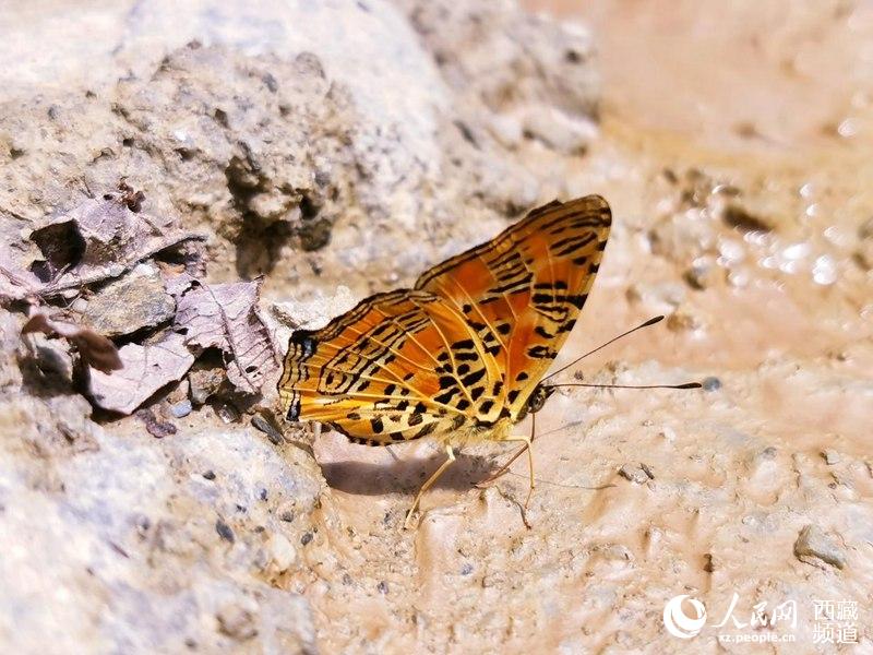 Tibet becomes home to 569 species of butterflies