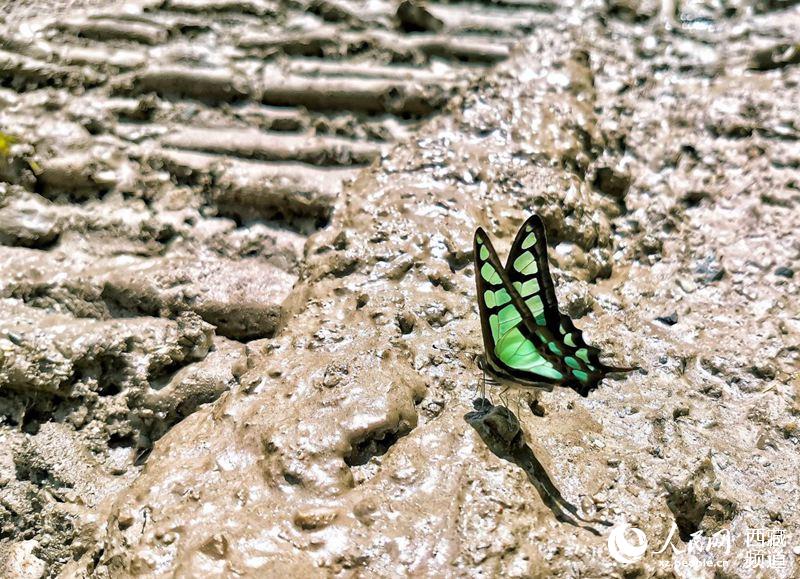 Tibet becomes home to 569 species of butterflies