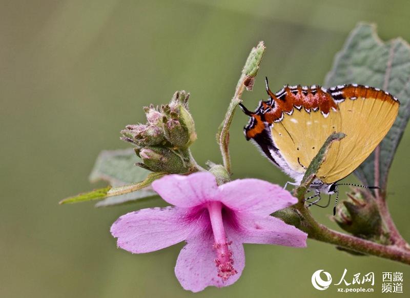 Tibet becomes home to 569 species of butterflies