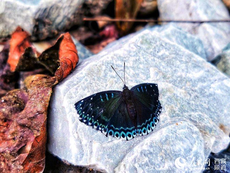 Tibet becomes home to 569 species of butterflies