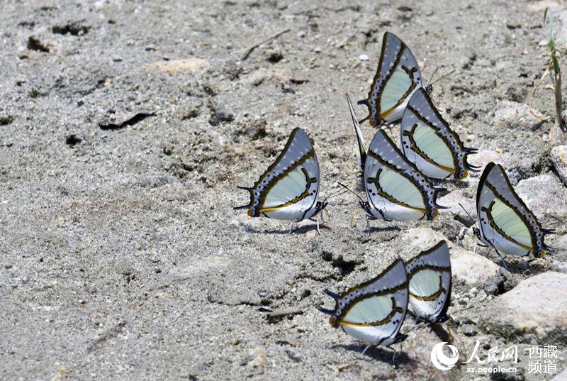 Tibet becomes home to 569 species of butterflies