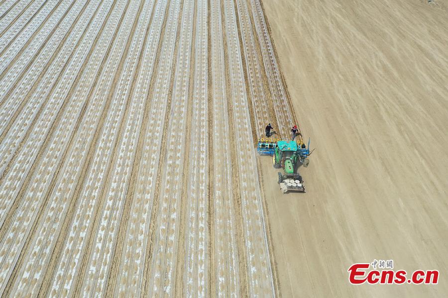 BeiDou directed seeders work in Xinjiang's cotton fields