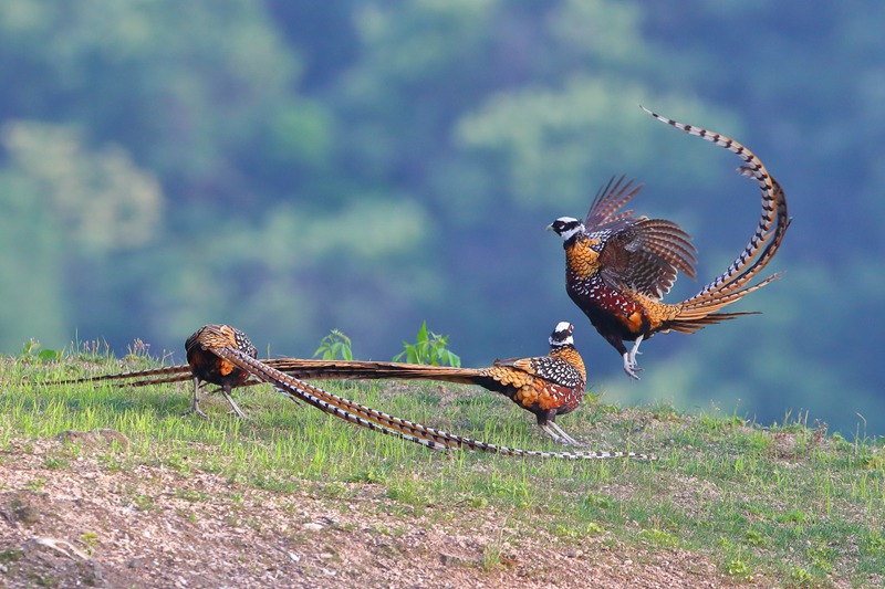 Central China reserve becomes home to 71 national key protected bird species