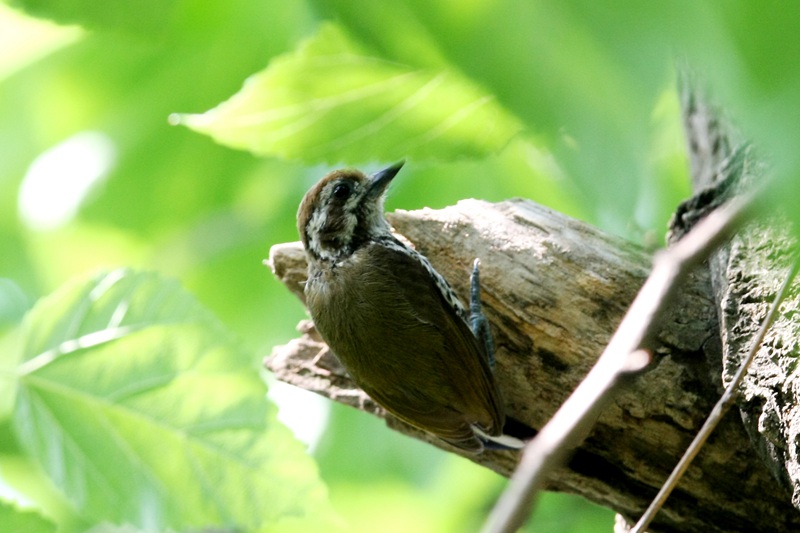 Central China reserve becomes home to 71 national key protected bird species