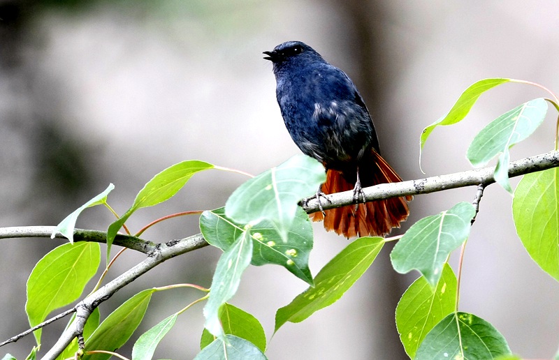 Central China reserve becomes home to 71 national key protected bird species