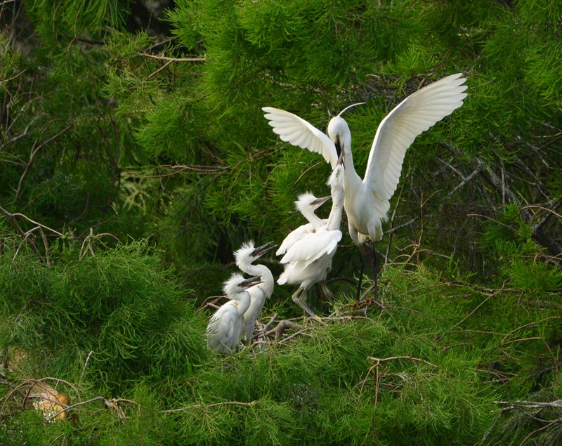 Central China reserve becomes home to 71 national key protected bird species