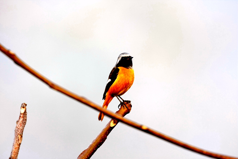 Central China reserve becomes home to 71 national key protected bird species