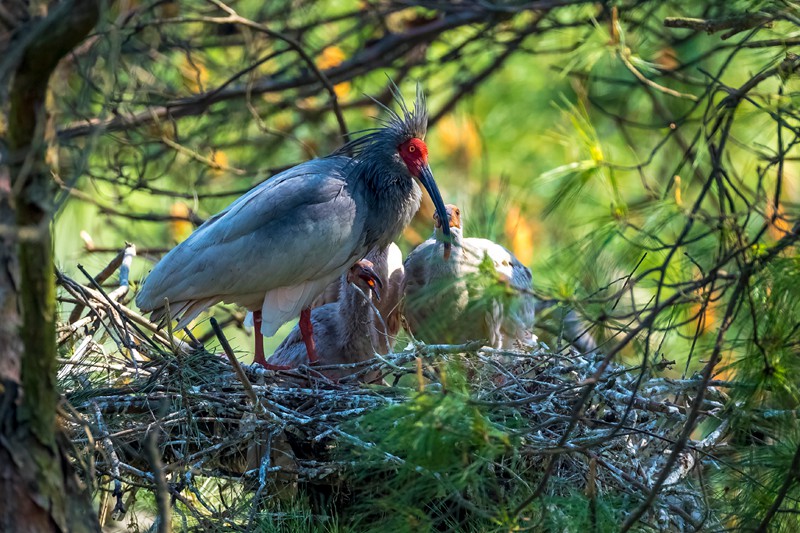 Central China reserve becomes home to 71 national key protected bird species