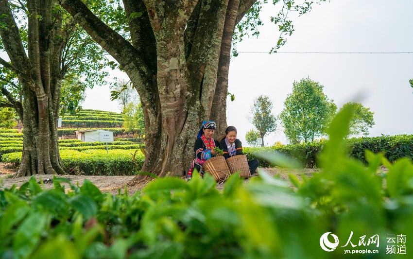 Ning'er of SW China's Yunnan ushers in booming tea-picking season