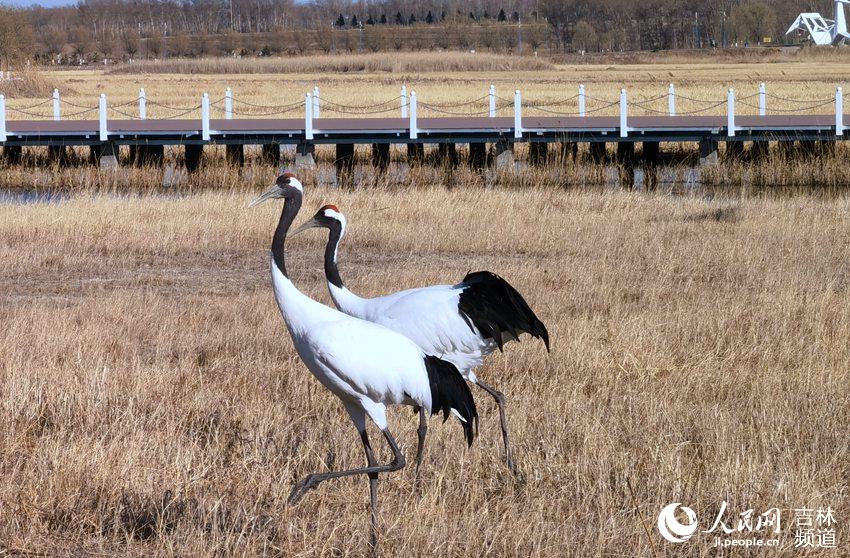 Cranes welcome the arrival of spring in NE China's nature reserve