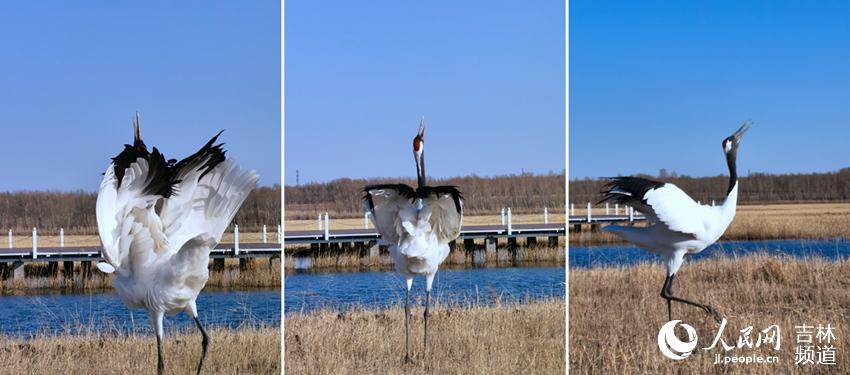 Cranes welcome the arrival of spring in NE China's nature reserve