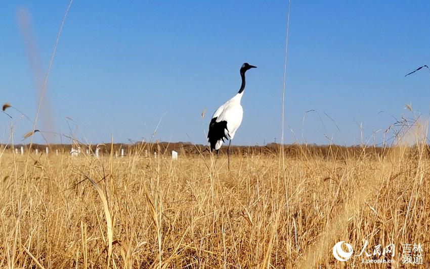 Cranes welcome the arrival of spring in NE China's nature reserve