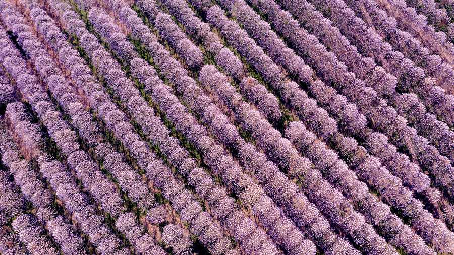 Lankao county in Central China's Henan embraces a sea of flowering Paulownia trees