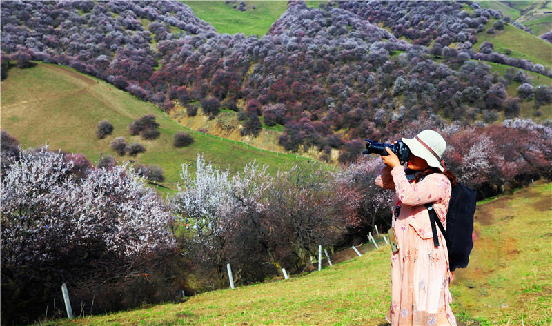 Blooming apricot flowers draw tourists to Xinjiang