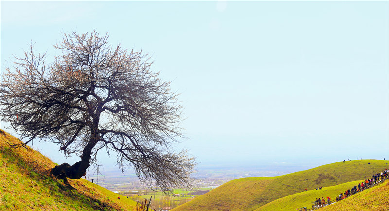 Blooming apricot flowers draw tourists to Xinjiang