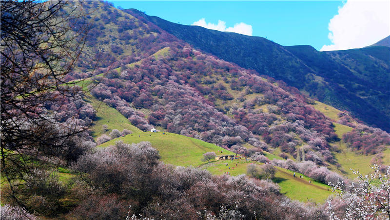 Blooming apricot flowers draw tourists to Xinjiang