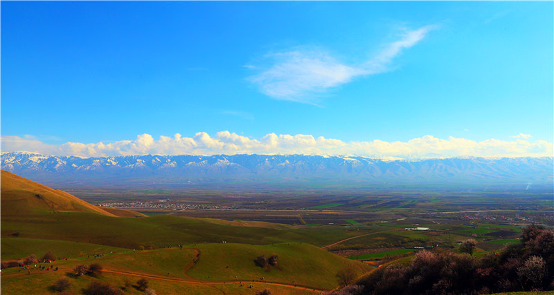 Blooming apricot flowers draw tourists to Xinjiang