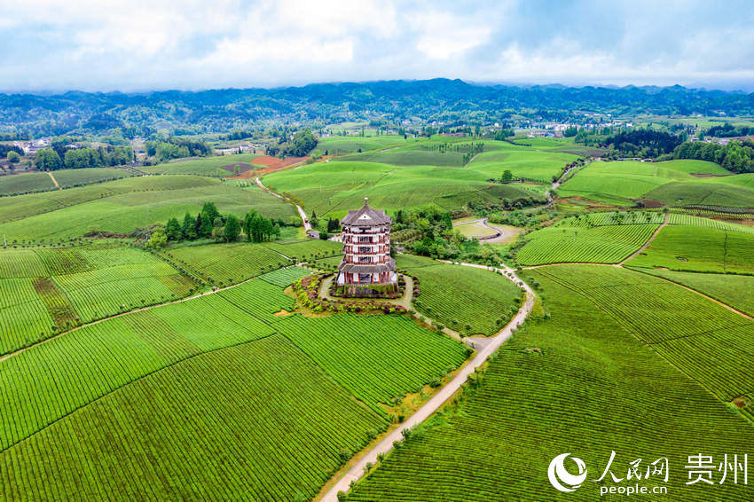 County in SW China's Guizhou province marches toward prosperity by exploring tea business