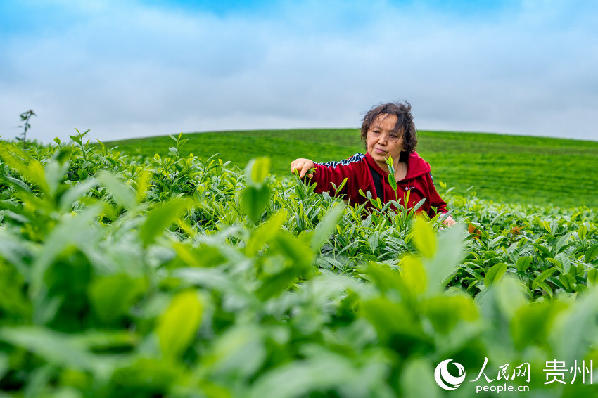 County in SW China's Guizhou province marches toward prosperity by exploring tea business