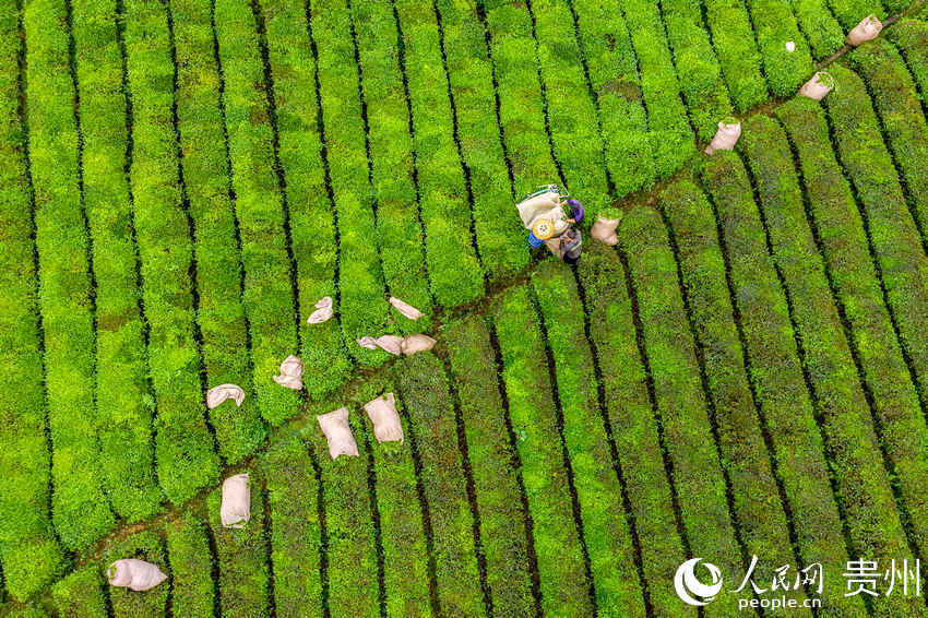 County in SW China's Guizhou province marches toward prosperity by exploring tea business