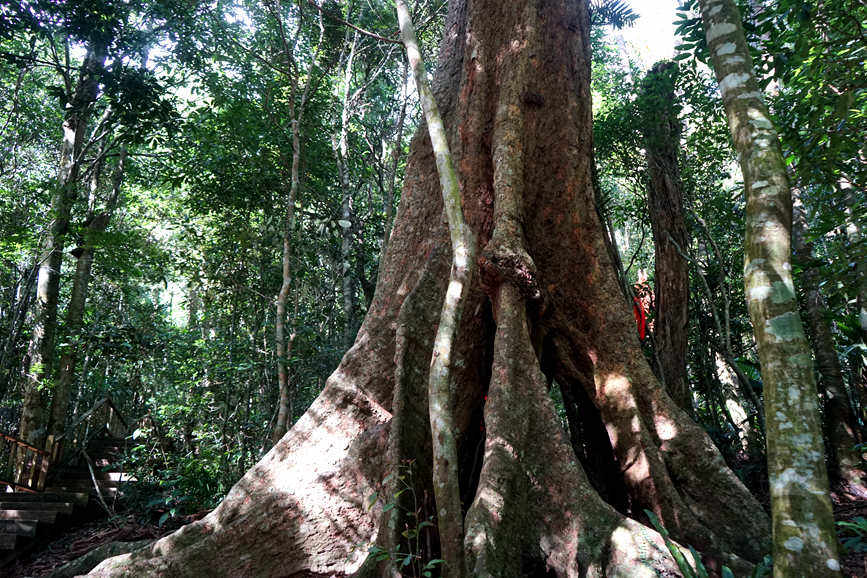 Pics: Mesmerizing tropical rainforest in Hainan