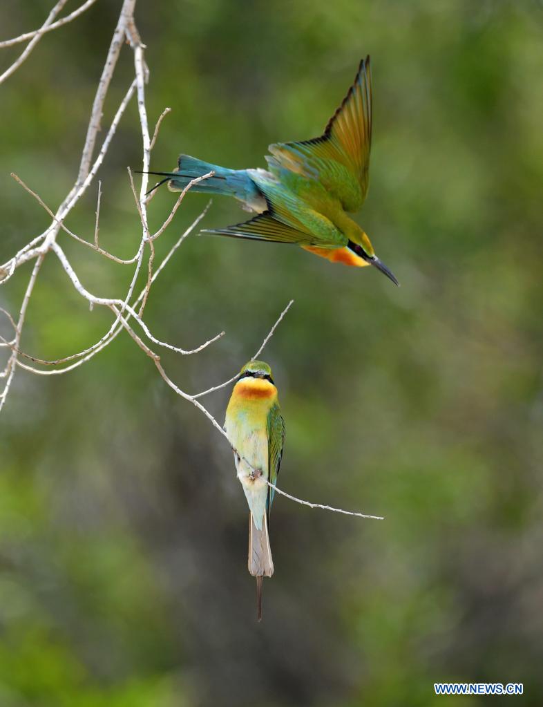 Blue-tailed bee-eaters seen in Xiamen, Fujian