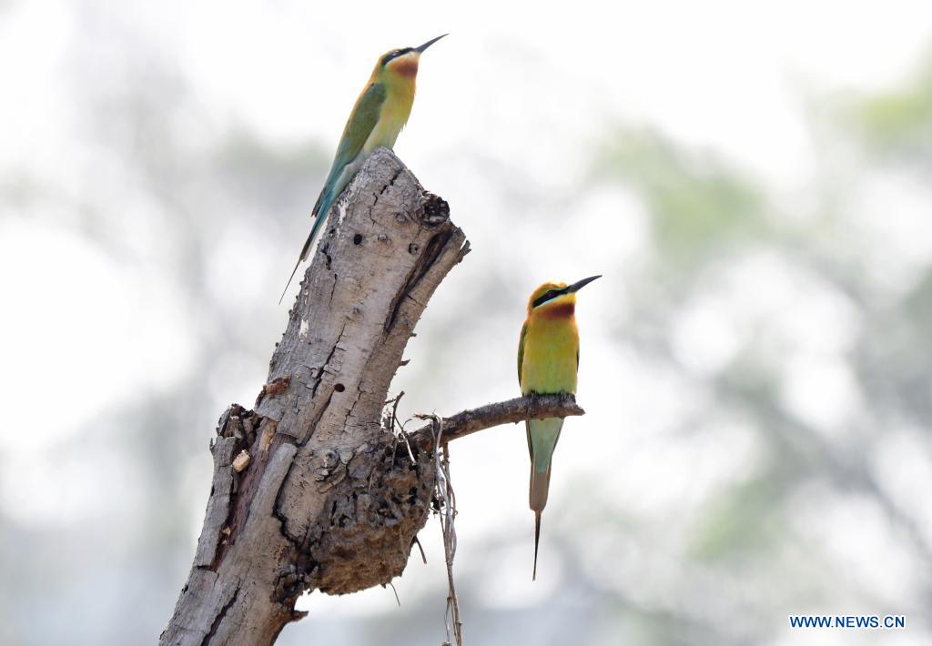 Blue-tailed bee-eaters seen in Xiamen, Fujian