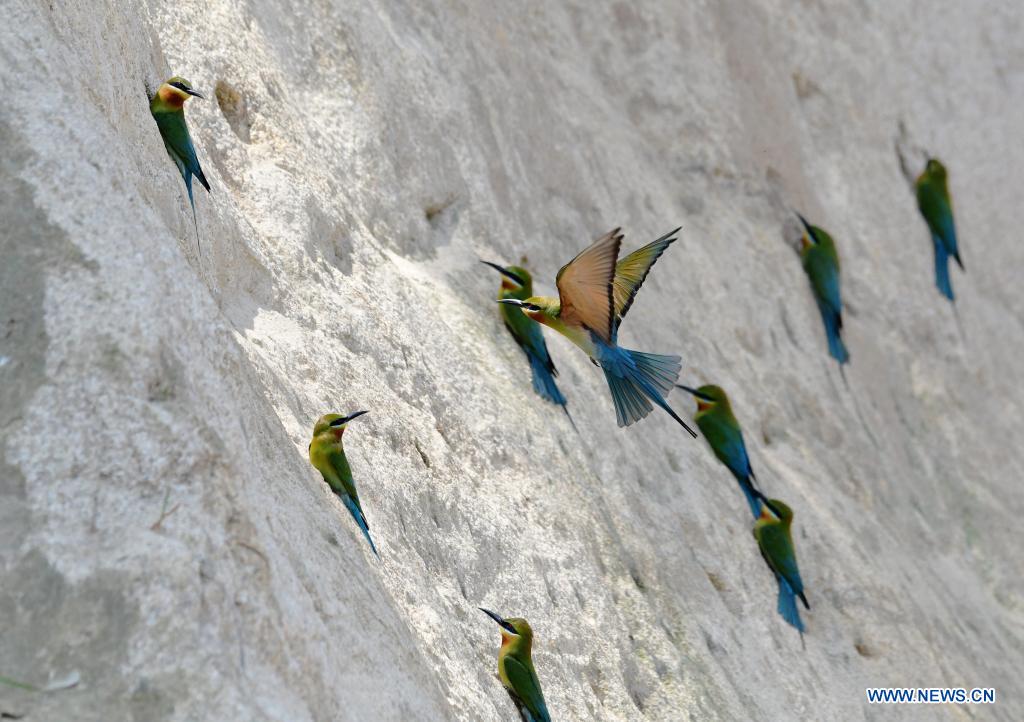 Blue-tailed bee-eaters seen in Xiamen, Fujian