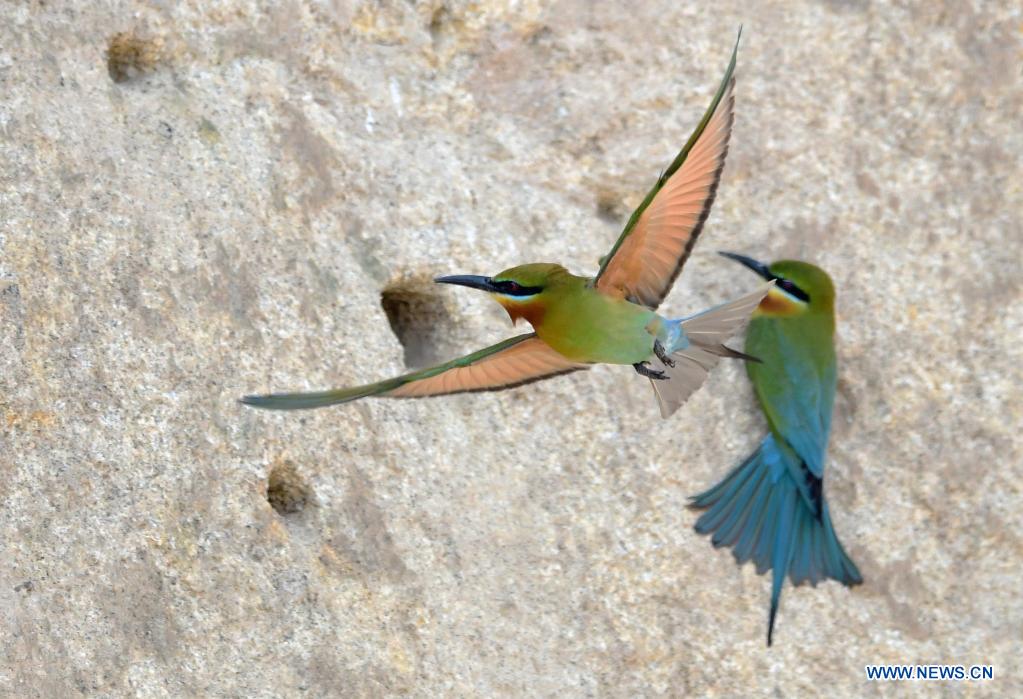 Blue-tailed bee-eaters seen in Xiamen, Fujian