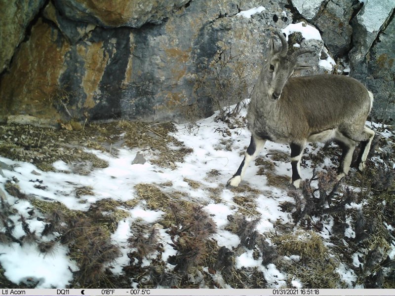 Panthera pardus and snow leopard appear at same location in SW China's Tibet