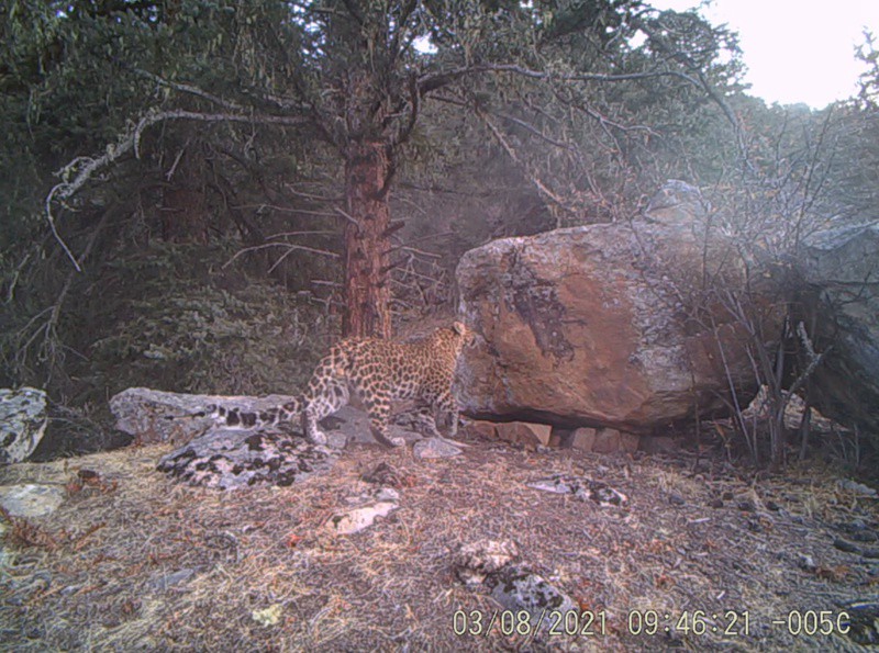 Panthera pardus and snow leopard appear at same location in SW China's Tibet