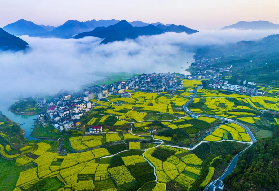 Chinese farmers' income goes up as high-quality development pays off