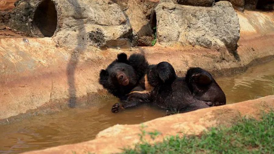 Hainan zoo helps keep animals cool in scorching summer