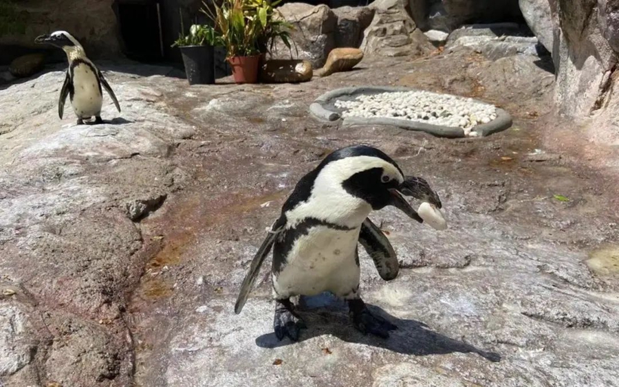 Shanghai zoo keeps penguins cool in summer heat