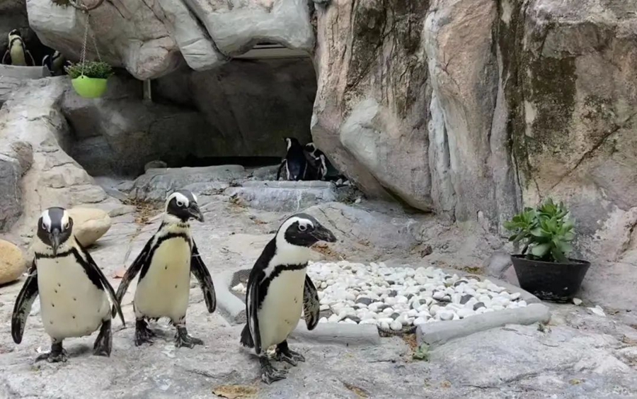 Shanghai zoo keeps penguins cool in summer heat