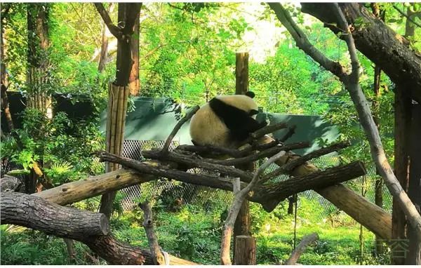 Shanghai zoo keeps penguins cool in summer heat