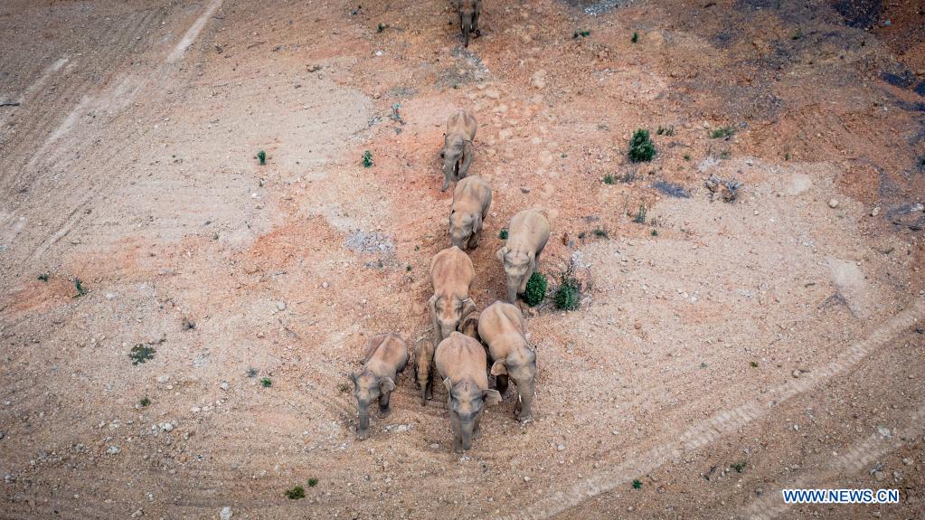 Wild Asian elephants migrating northward in southwest China