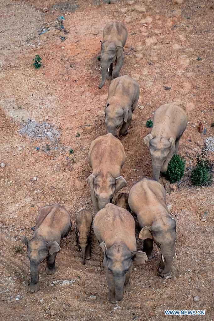 Wild Asian elephants migrating northward in southwest China