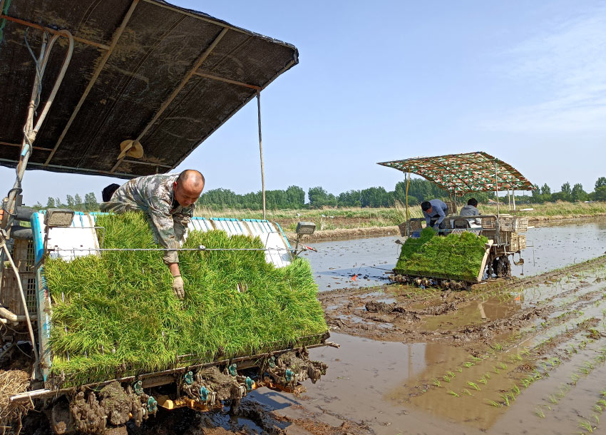 Rice transplanting totally mechanized in N China’s Tianjin