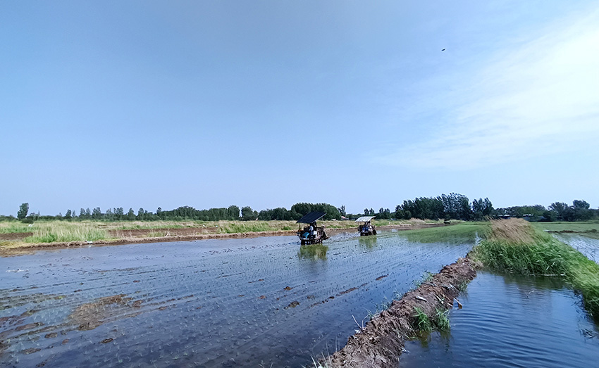 Rice transplanting totally mechanized in N China’s Tianjin