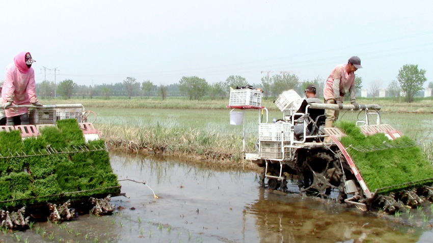 Rice transplanting totally mechanized in N China’s Tianjin