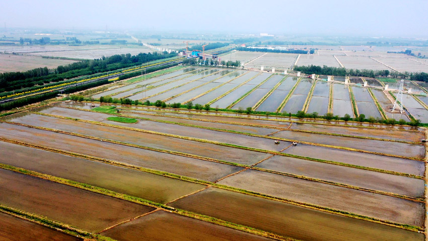 Rice transplanting totally mechanized in N China’s Tianjin